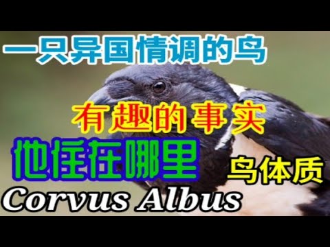 Corvus Albus 这只乌鸦与我们都知道的普通乌鸦有什么区别？