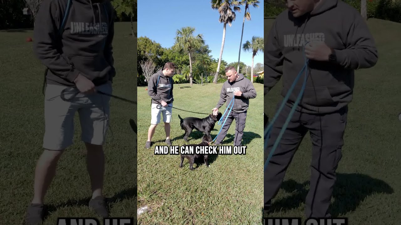 How To Introduce A Puppy Full Grown Dog