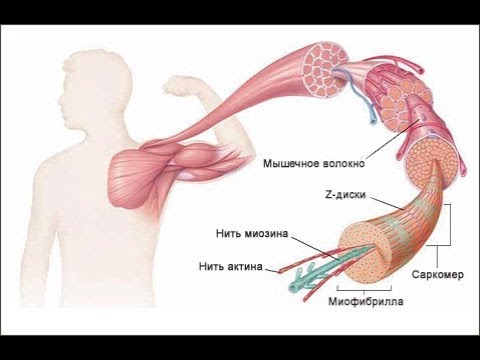 Разные типы МЫШЕЧНОГО ВОЛОКНА в ОДНУ ТРЕНИРОВКУ - НУЖНО ЛИ?