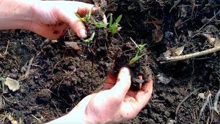 Comfrey   Planting, Dividing, Expanding!