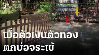 ลุ้นระทึก เมื่อตัวเงินตัวทอง ตกบ่อจระเข้ | 14-02-66 | ตะลอนข่าว