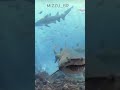 O Tubarão Mais Assustador do Oceano 😨🦈#shorts #tubarao #oceano #mar