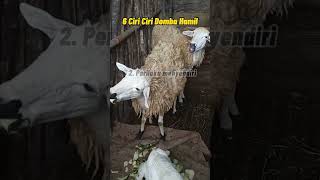 6 Ciri Ciri Domba Sedang Hamil