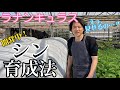 研究中！ラックス新育成法【園芸のぶチャンネル】【ラナンキュラスラックス】【ランドセルシリーズ】