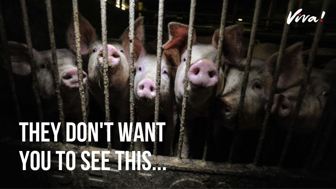 Here s What Really Goes On In UK Pig Farms YouTube here-s-what-really-goes-on-in-uk-pig-farms-youtube