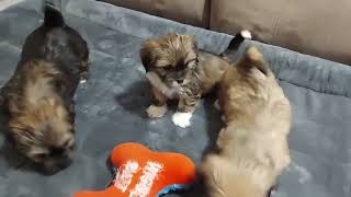 3 of the 5 Week Old Lhasa Apso puppies, Big Ben, Bronze,  and Raven hangout in the spare bedroom