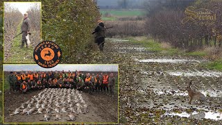 Hare Hunting - pest control an apple orchard - Backa Palanka 2021 -Chasse au lièvre