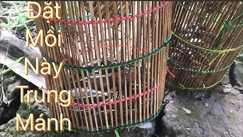 Đặt Lọp Cá Bống Dừa Trúng Đậm