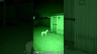 Dog Alerts Family To Electrical Fire In Shed Real Cctv Night Vision Rescue