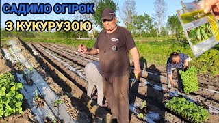 Посадка Огірків разом з Кукурудзою