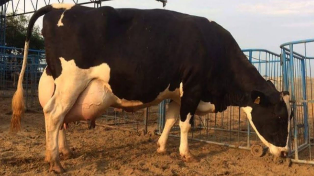 👍 1 Class Holisten Frozen Cows 👌 || Frozen Cow  History😍💞💖