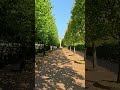 A Beautiful Green Path in Peterhof with View on Gold Plated Church Tower in Peterhof 4K #peterburg