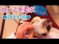 ミーアキャット　抱っこを要求♥どこまでも甘えん坊さん