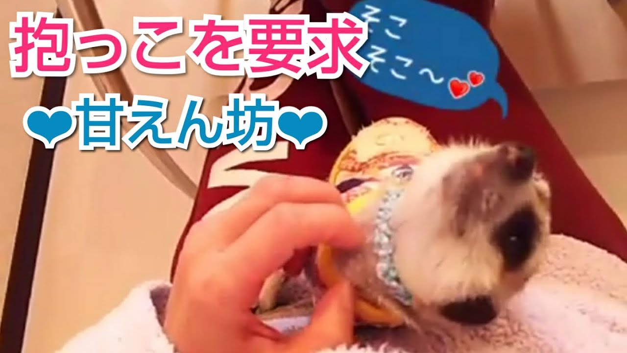 お魚ポシェットを下げたミーアキャットさん 【公式通販】