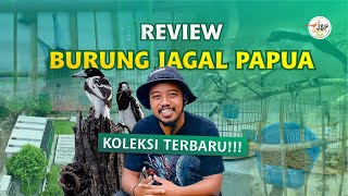 PAPUA'S BUTTERBIRD‼️ The Latest Collection of Sadistic Birds from Eastern Indonesia 🇮🇩