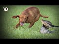 The 10 Best Bird Hunting Dog Breeds