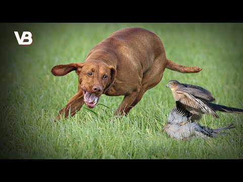 The 10 Best Bird Hunting Dog Breeds