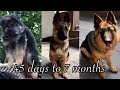German Shepherd Puppy Growing up from 45 Days to 7 Months | Long Coat GSD Puppy Transformation