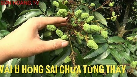 Vải Thiều Lục Ngạn 2021 - siêu vườn vải u hồng sai chưa từng thấy tại Tân Hoa lục ngạn