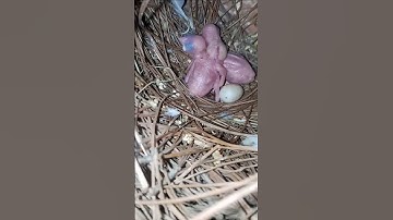 😍Java Breeding Baby Agay #birds #ytshorts #video #java