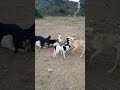 dogs funny #funny #animals #cute