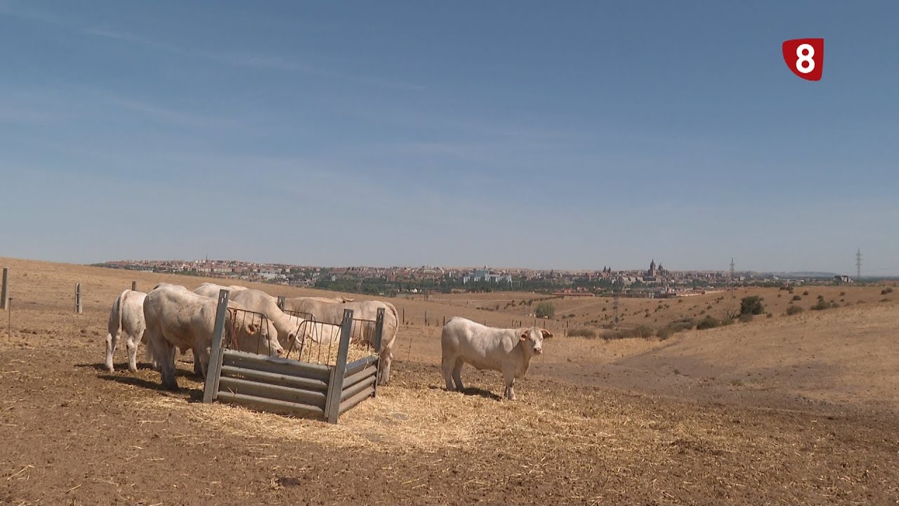 FINALIZÓ SALAMAQ Y LOS ANIMALES VUELVEN A LAS FINCAS - Campo Salmantino, 22 de septiembre de 2025