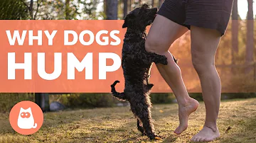 Do dogs feel anything when they hump?