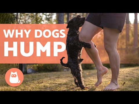 Video: Förstå Dog Humping Beteende