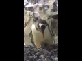 Sea World&#39;s New Baby Chick Gentoo Penguin
