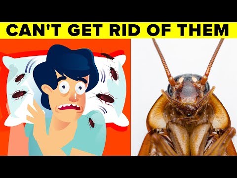 Video: White cockroaches: description, causes and ways to fight