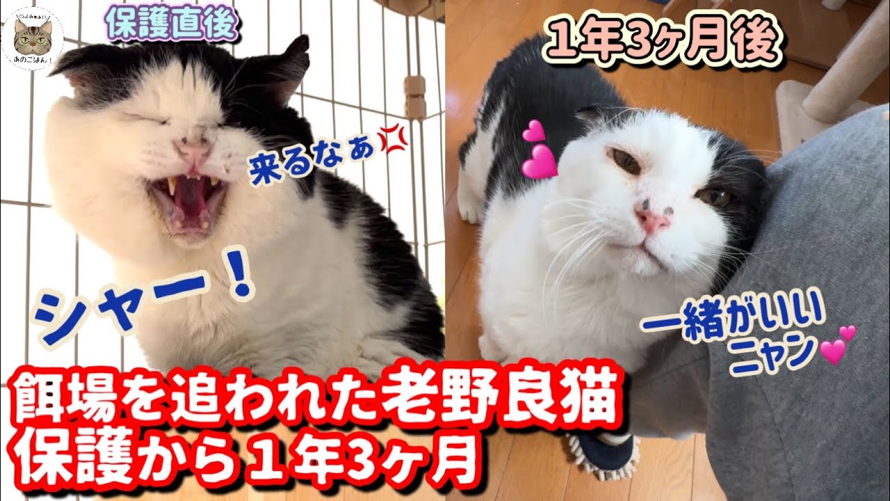 けい様　取り置き中　三毛猫ドラマー　流れ星流れるクローバー畑　Bathroom Hidden Camera: Watch How a Cat Spends Time Home Alone! - YouTube