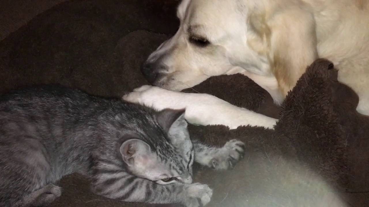 Katzentreten Hund Und Katze Labrador Tiger Baby Katze Kater Teilen Ein Kissen