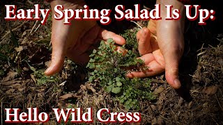 One of the Earliest Spring Greens to Forage: Learn to ID Spring Cress aka Cardamine Hirsuta