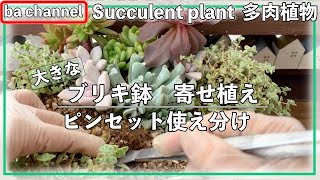 271{多肉植物}大きなブリキ鉢に寄せ植え