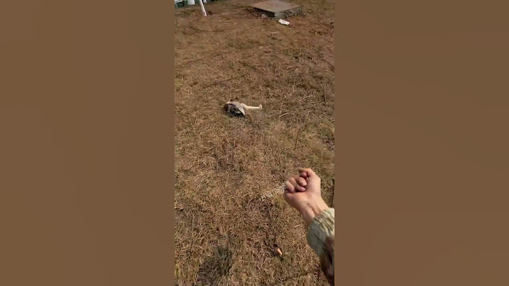 Poor Sugar Glider Was Caught By An Eagle #cutePets #animals #sugarglider #funny