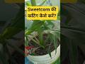 Sweet Corn में Side Shoots हटाओ 🌽 | भुट्टा बड़ा करने का Secret! #terracegarden #sweetcorn #shorts