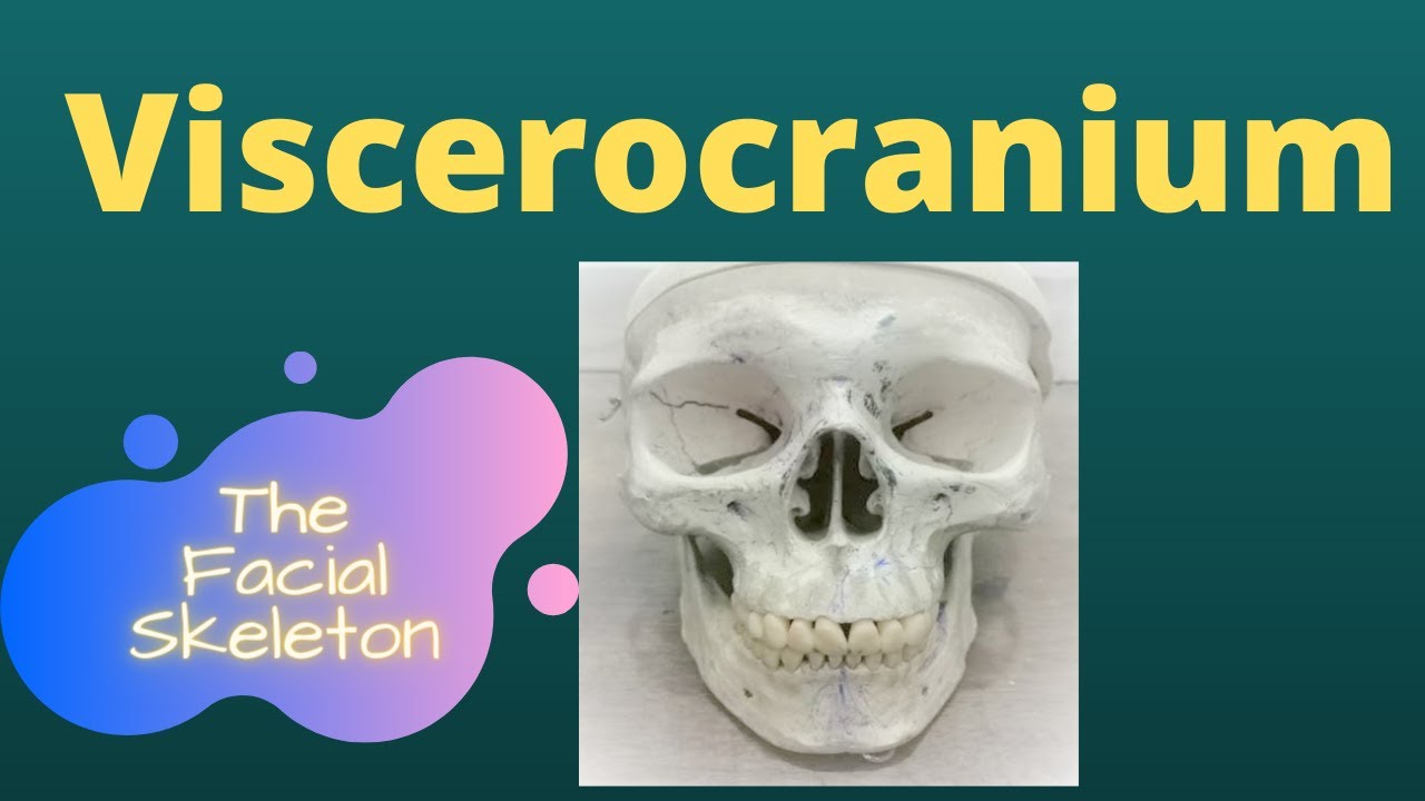 Viscerocranium - YouTube