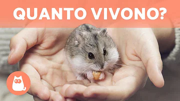 Dove vivono i criceti selvatici?