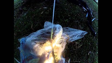 Red Belly Black Snake caught in bird netting