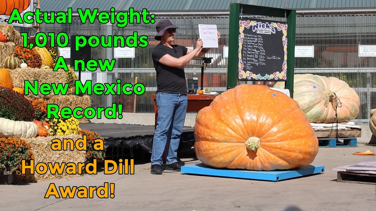 Giant Pumpkin Harvest and Weigh off at Nick's Garden Center