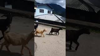 living wild and free #goat #travelvlog #jamaica #shorts #shortvideo