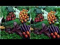 Harvesting Rooftop Terrace Garden | Harvesting Vegetables Fruits & G