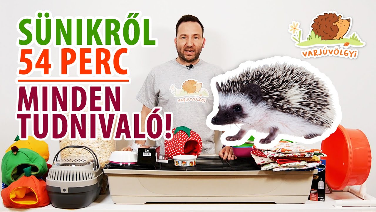 🦔Törpesün tartása - minden amit a sünik - 🦔 az Afrikai Fehérhasú Törpesünök tartásáról tudni kell!