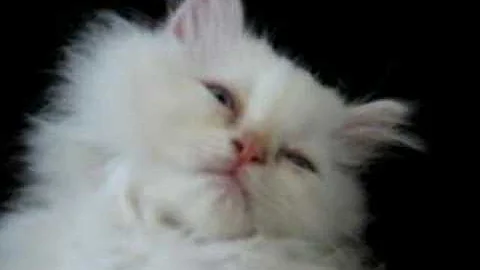 Video 516481: adorable himalayan kitten, kitten meow adorable, cutest kitten meowing, pets sleepy, cute pets