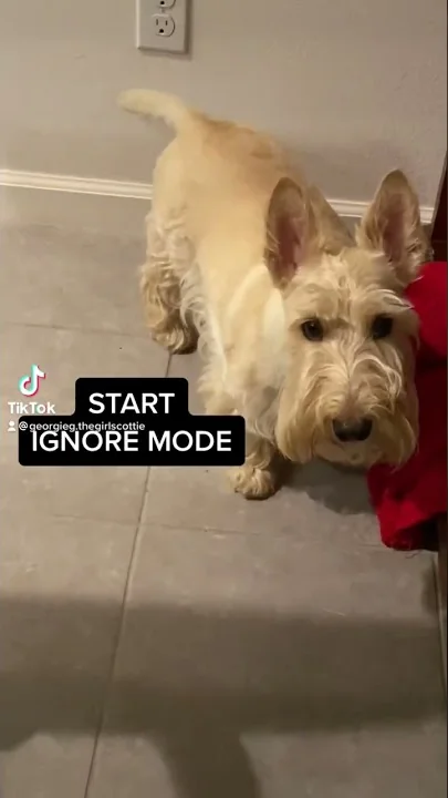 Scottish Terrier doesnt want to listen