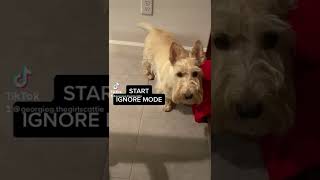 Scottish Terrier doesn’t want to listen