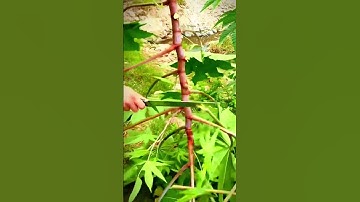 cutting plant branches with sharp agricultural tools #shorts