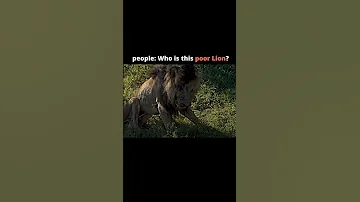 The Greatest Lion In The History The Scarface Lion Viral Shorts Youtube Video 
