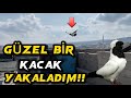 BAŞTAN’KARA KAÇAK GÜVERCİN YAKALADIM!! RENKLİ