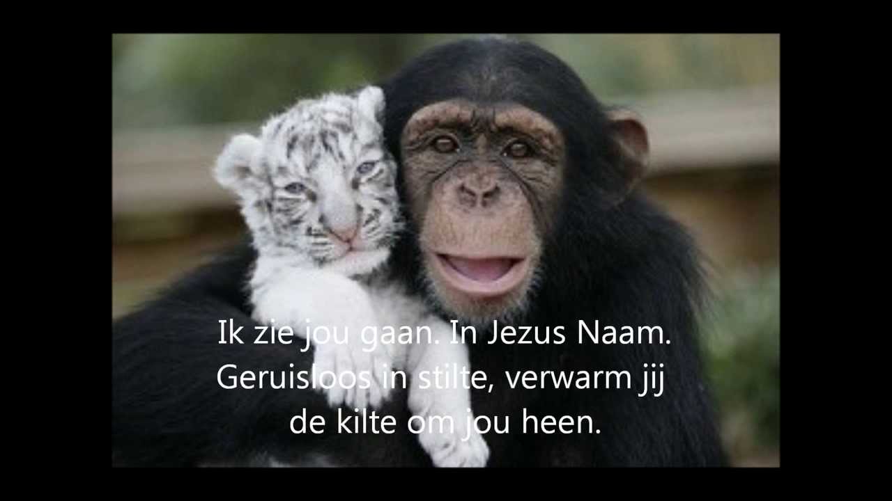 Ik zie goud in jou met tekst. - YouTube